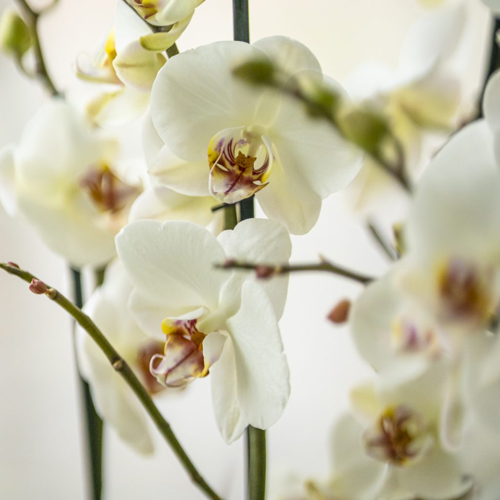 Orchidea Phalaenopsis bianca in fiore con dettagli giallo-viola, pianta ornamentale da interno elegante e raffinata.