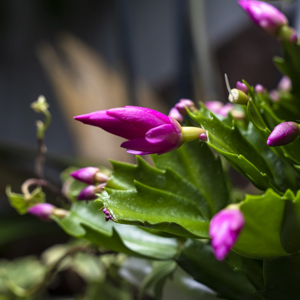 Schlumbergera truncata in boccio con fiori rosa fucsia, pianta grassa da interno nota come cactus di Natale o cactus di Pasqua.