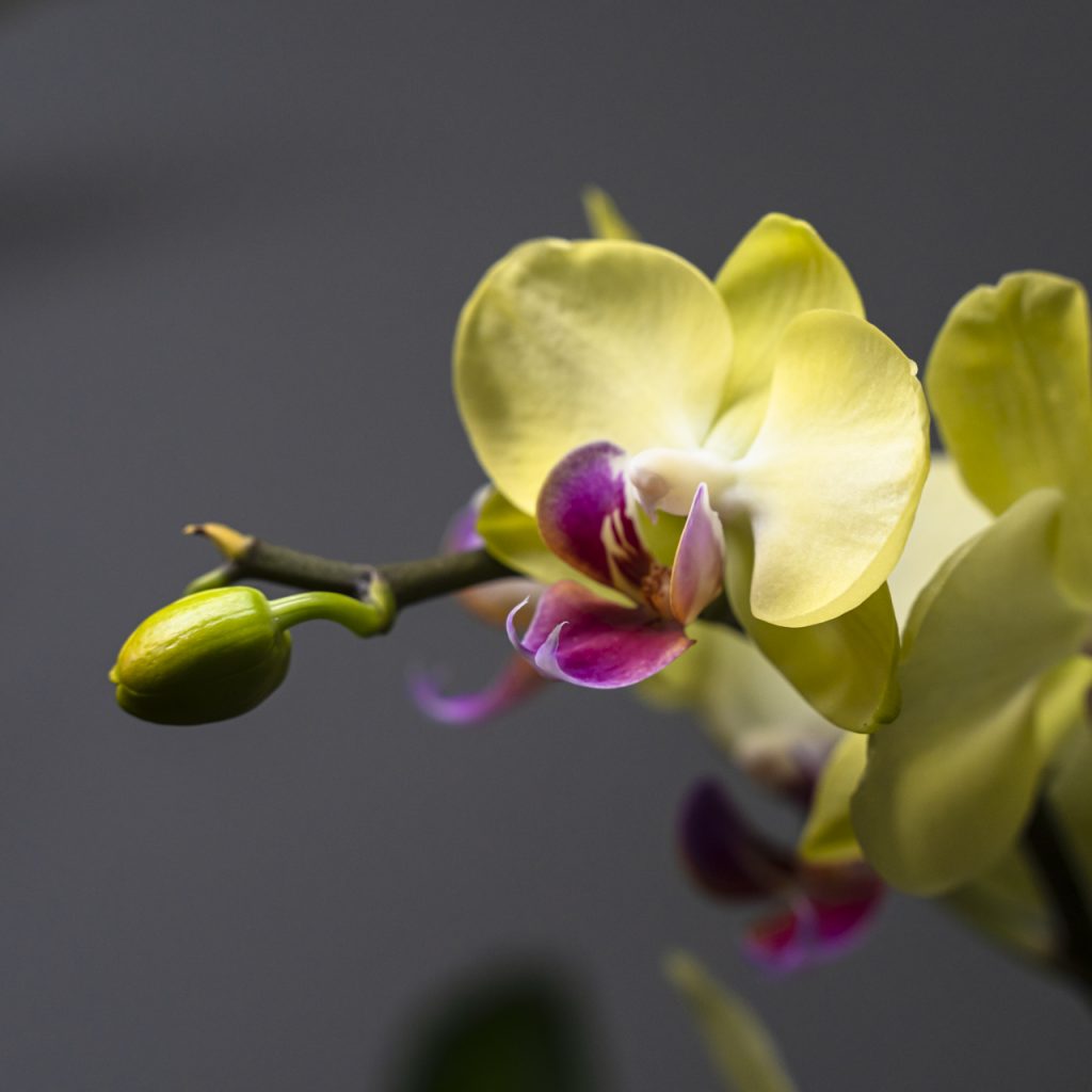 Orchidea Phalaenopsis gialla con labello viola e bocciolo verde, fiore ornamentale elegante e raffinato in fase di fioritura.