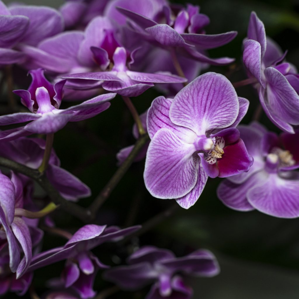 Phalaenopsis viola in fiore con venature bianche e labello porpora, orchidea tropicale ornamentale nota per eleganza e lunga durata.