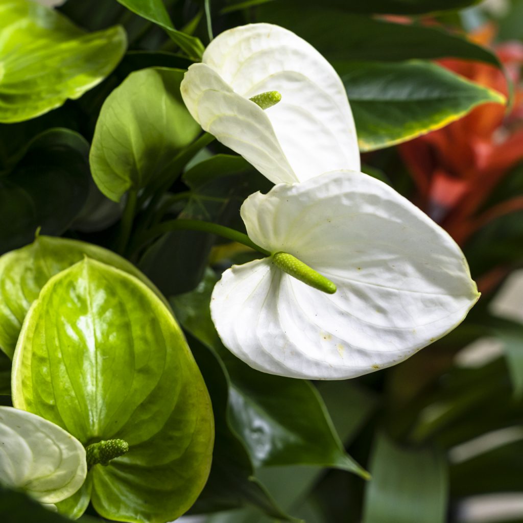 Anthurium bianco e verde chiaro con foglie lucide e fiori a spata, insieme a Spathiphyllum sullo sfondo, piante ornamentali tropicali da interno.