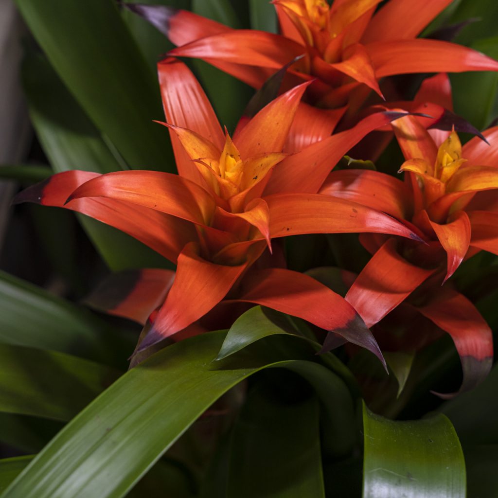 Guzmania con brattee arancioni e foglie verdi lucide, pianta tropicale ornamentale da interno appartenente alla famiglia delle Bromelie.