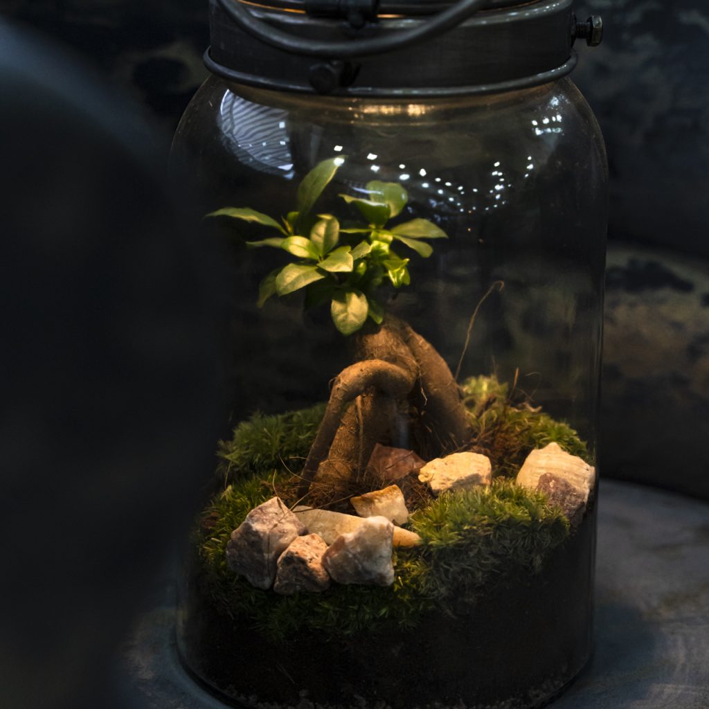 Terrarium con Ficus Ginseng in vaso di vetro a forma di lanterna, decorato con muschio, sassi naturali e terra, idea originale per arredamento green indoor.