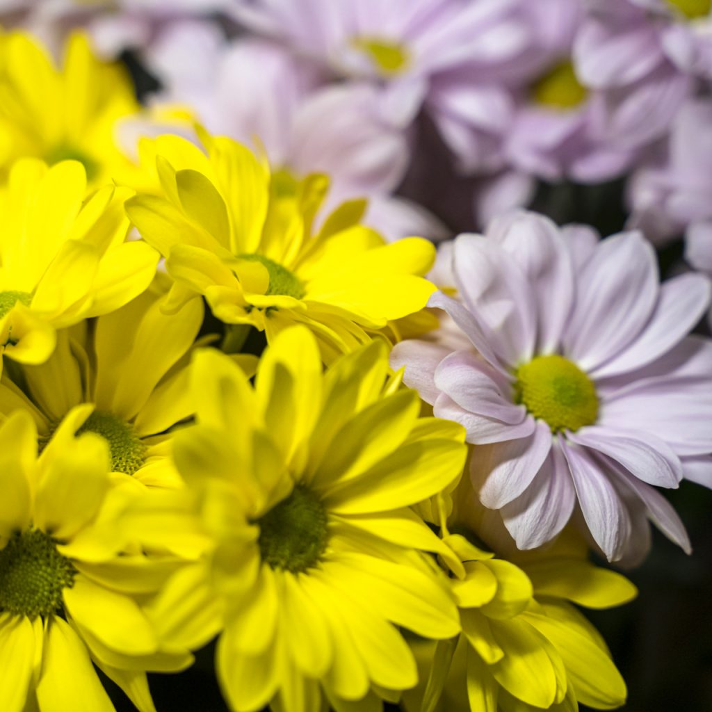 Crisantemi Chrysanthemum in fiore gialli e lilla, fiori ornamentali a margherita con centro verde, ideali per bouquet colorati e decorazioni floreali.