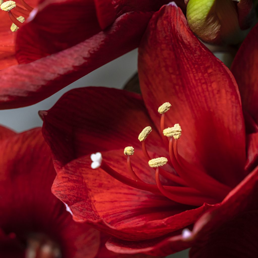 Amaryllis rosso in fiore con petali vellutati e stami dorati, fiore ornamentale elegante e scenografico ideale per decorazioni invernali e composizioni floreali.