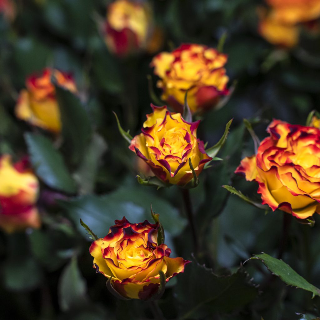 Rosa bicolore gialla con bordi rossi, varietà decorativa a petali sfumati, simbolo di entusiasmo e passione, ideale per bouquet vivaci e composizioni eleganti.