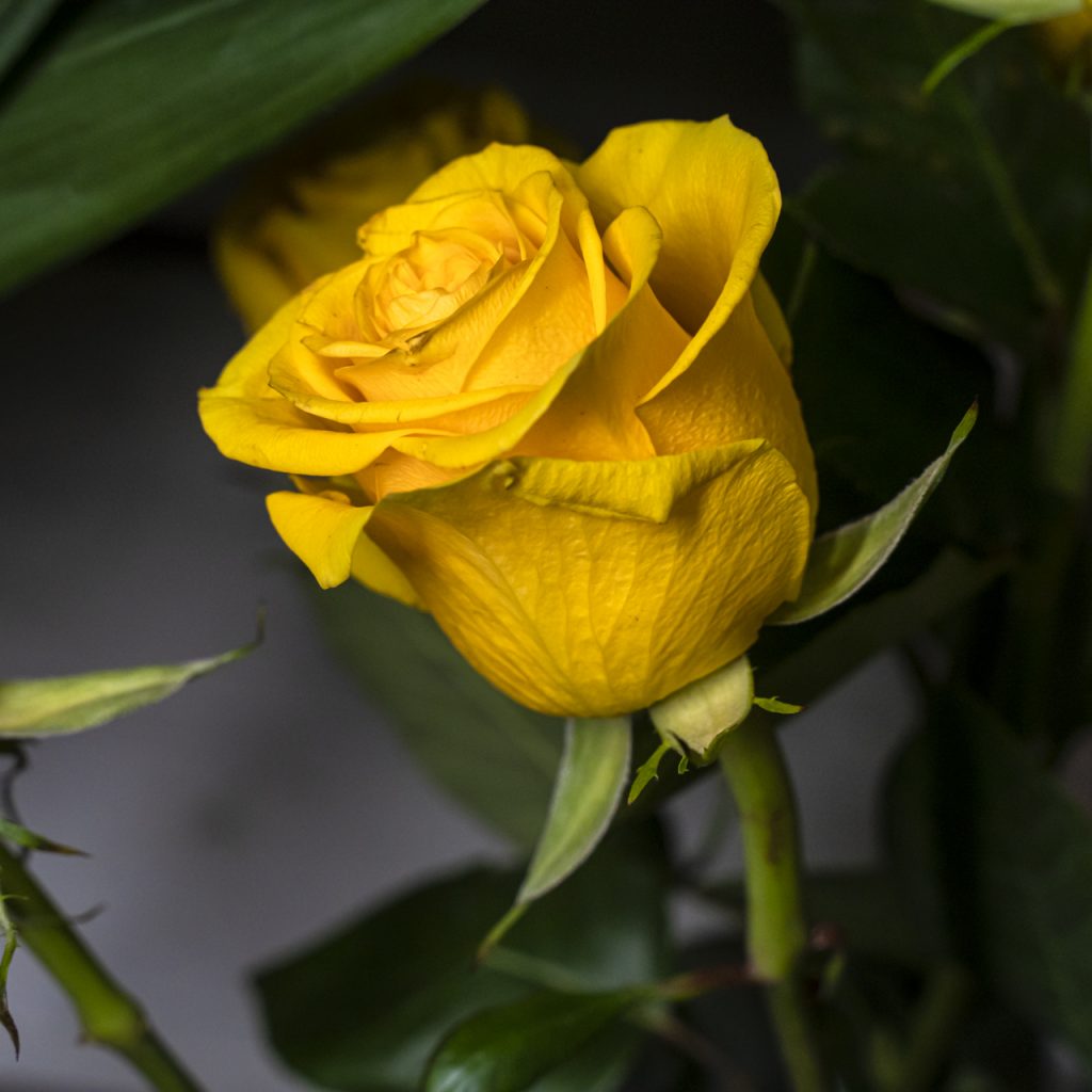 Rosa gialla in fiore con petali intensi e foglie verdi, simbolo di amicizia e allegria, ideale per bouquet solari e composizioni floreali.