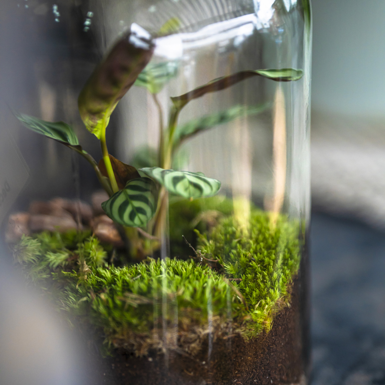 terrarium e piante in vaso