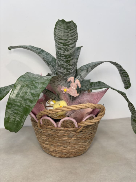 Acmea Pasquale (1)