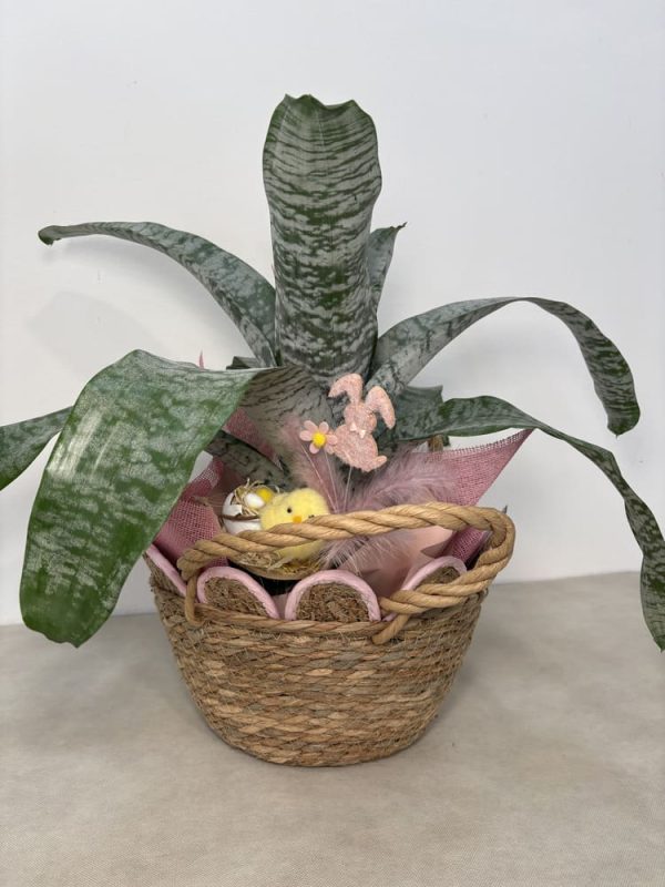 Acmea Pasquale 1