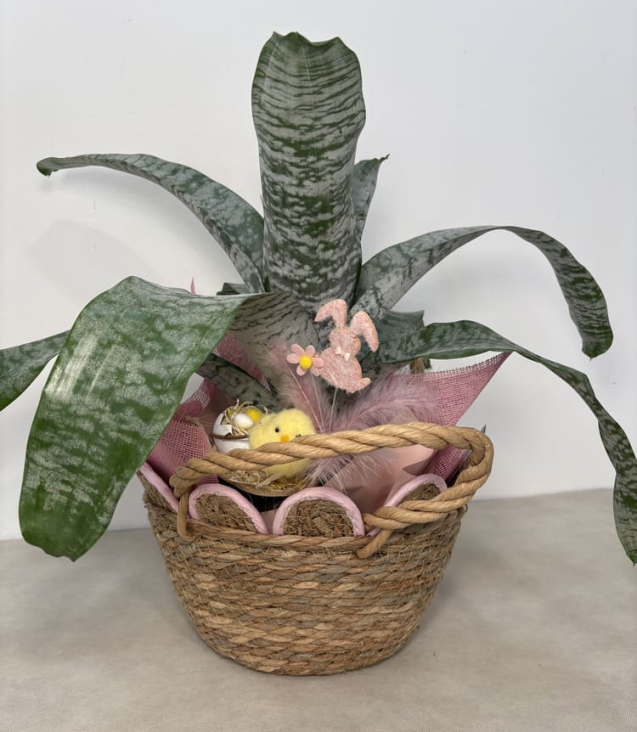 Acmea Pasquale (1)