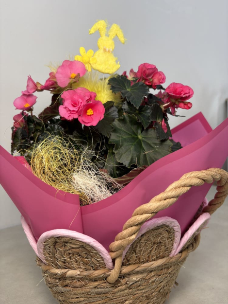 Begonia Pasquale (1)