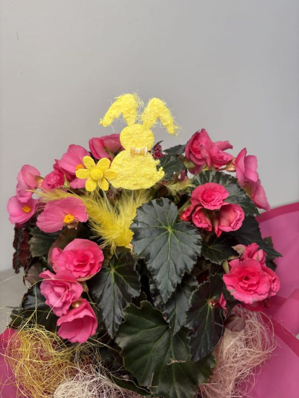 Begonia Pasquale 4